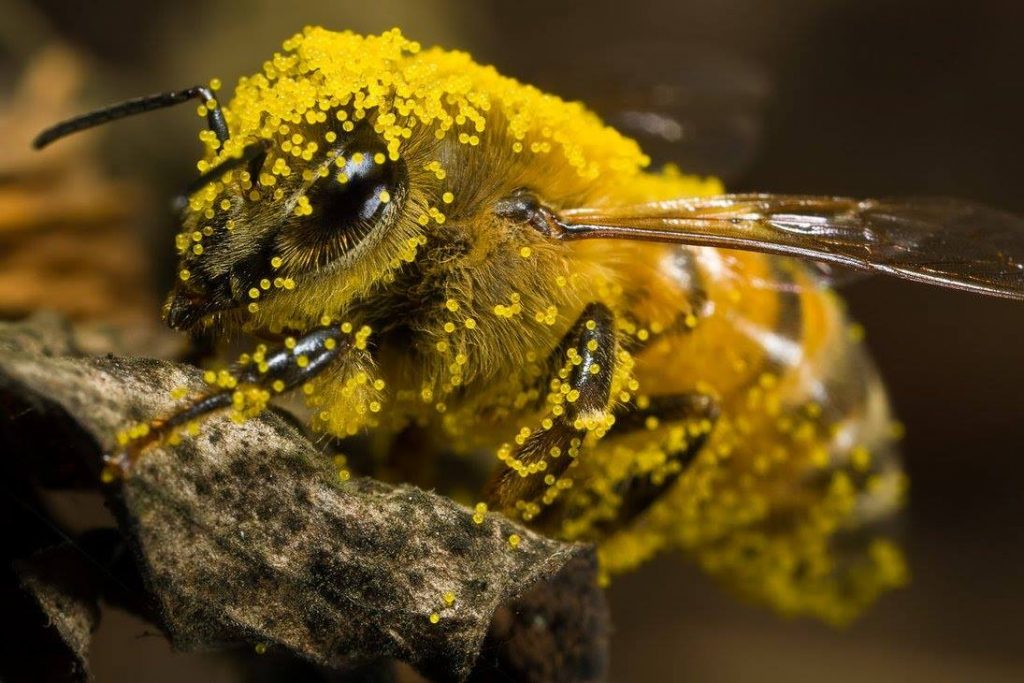 LAGERS May Meeting May 15 – Beekeeping Basics
