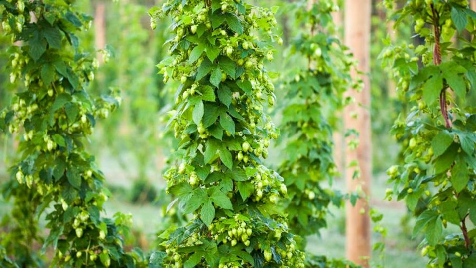July 2020 Monthly LAGERS Meeting – Tun Tavern Hops Excursion